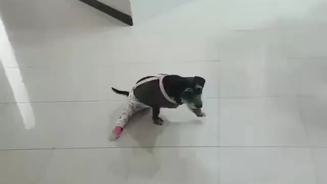 Ethnic cute dog is running hard on his front two legs and wants to reach his destination. Viral dogs