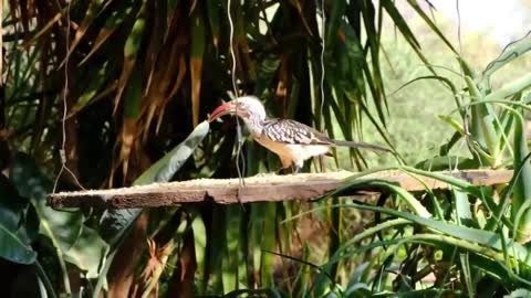 The beauty of birds in nature