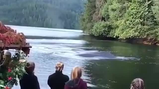 Whales at the lake