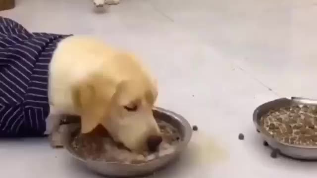 Dog want also eat food another dog