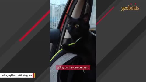 Cat is adopted after husband gets ultimatum