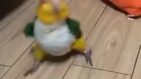 Funny Dog & Mouse Video lovely
