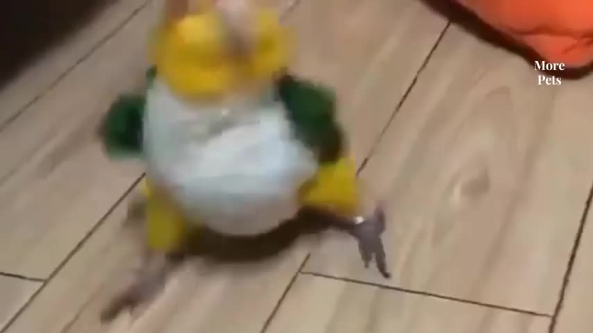 Funny Dog & Mouse Video lovely