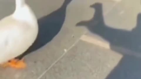 Funny animals video