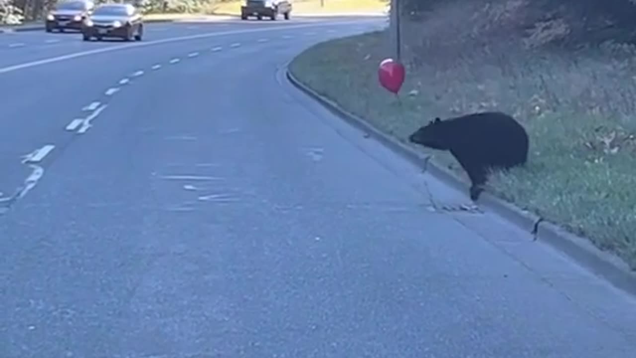 Momma bear deals with cub playing with cub