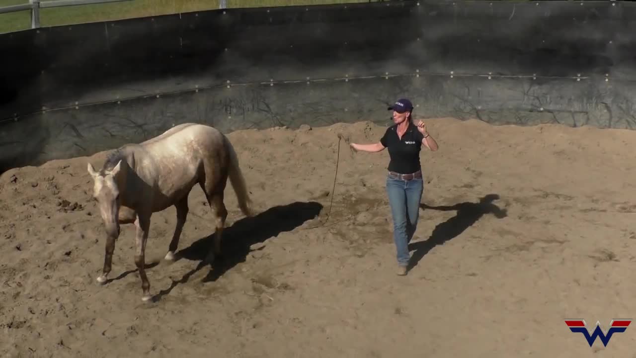 Horse training & riding