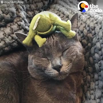 Cat's Mortal Enemy is His Frog Toy | The Dodo