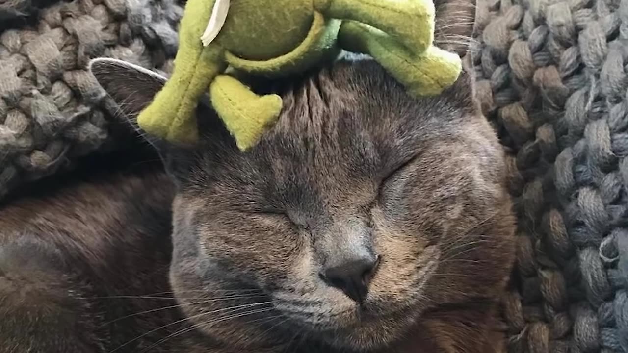 Cat's Mortal Enemy is His Frog Toy | The Dodo