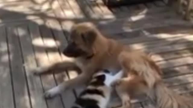 Cat pampers Dog with belly Rub hahjahaaa