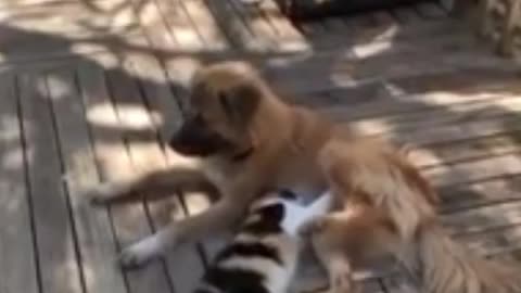 Cat pampers Dog with belly Rub hahjahaaa