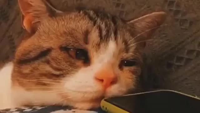 Sad cat