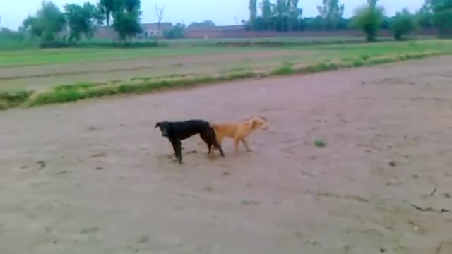 dog to dogi sexy video.mp4