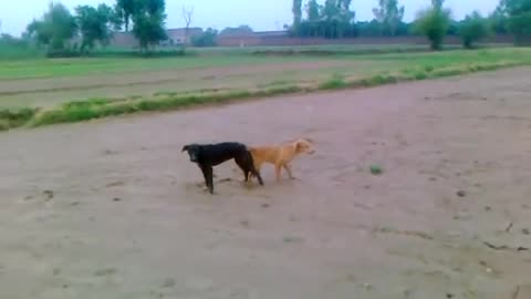 dog to dogi sexy video.mp4