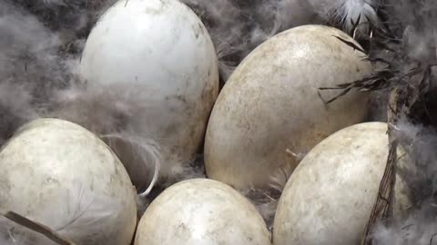 Canada Goose nest with eggs