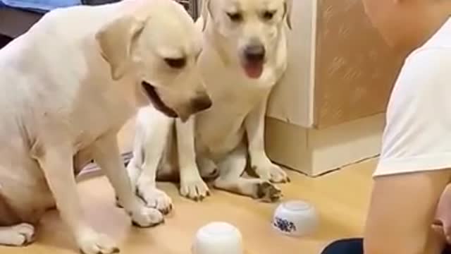 Cute and Funny Dogs Videos Compilation: