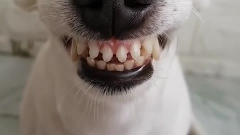 Funny Dog Can Smile 😂😂 - He Has Better Teeth Than Me 😂😂