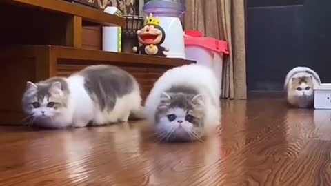 Watch these cute cats. guess what they do!!