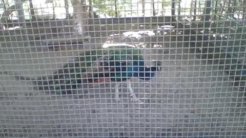 Beautiful peafowl in the park, the colors of the wings look like a rainbow [Nature & Animals]