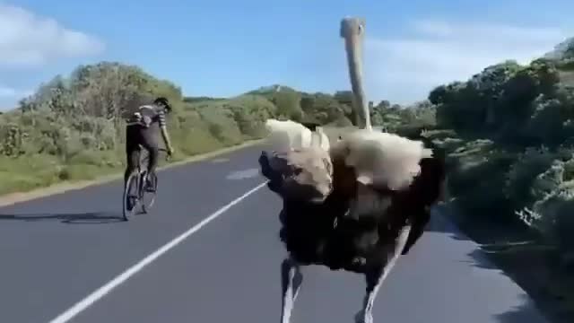 Bet between men and ostrich