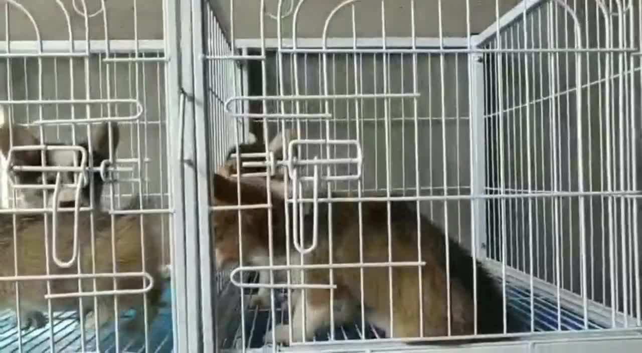Lots of little Corgi in different colors