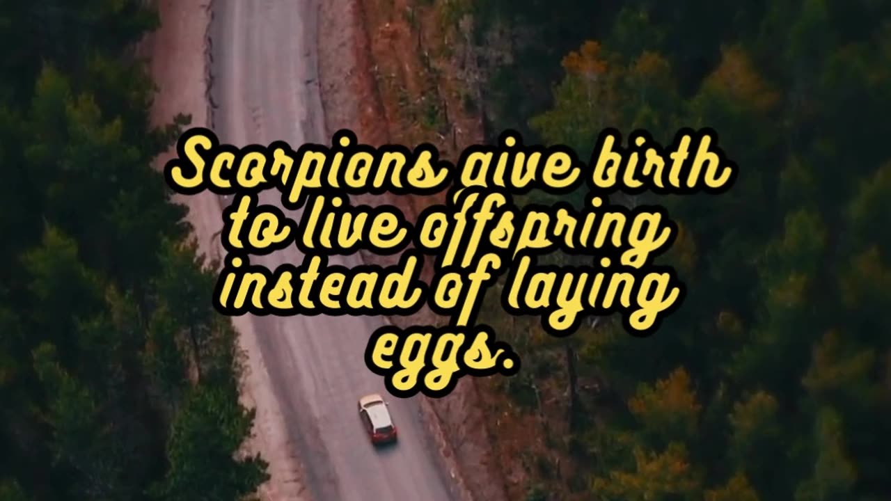 Animal Facts Scorpions #shorts