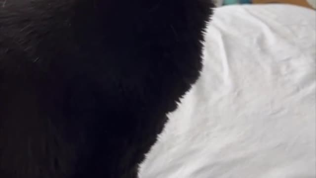 Adopting a Cat from a Shelter Vlog - Cute Precious Piper Plays with Her Favorite Toy #shorts