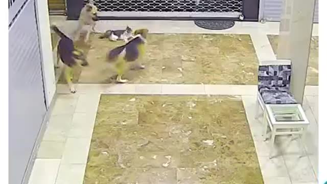 Brave cat chases off dog to save her kitten