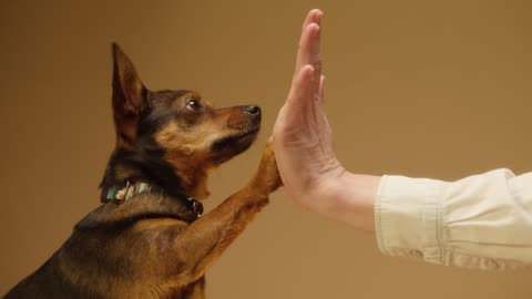 Teaching the Dog High Five