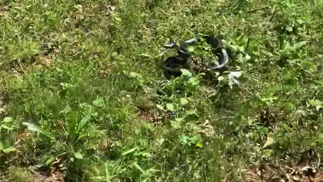 Son Unexpectedly Picks up a Snake