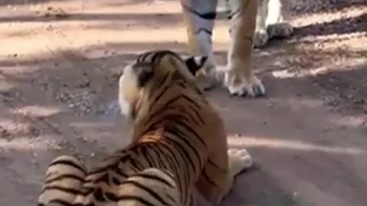 Tiger fight jimcorbett national park #shorts #wildlife #jimcorbett