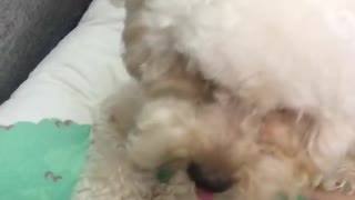 My cute puppy eat food