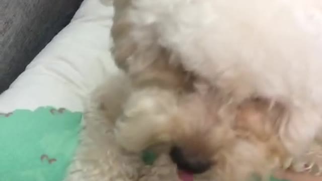 My cute puppy eat food