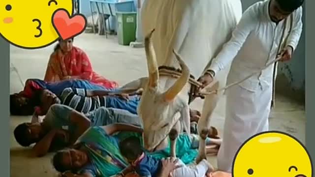 Gau mata