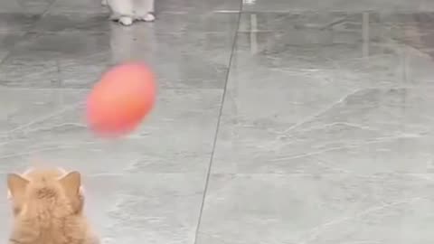 Futbol cat