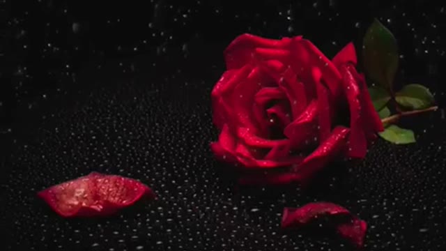 主若是 诗歌 If The Lord is - Worship Song