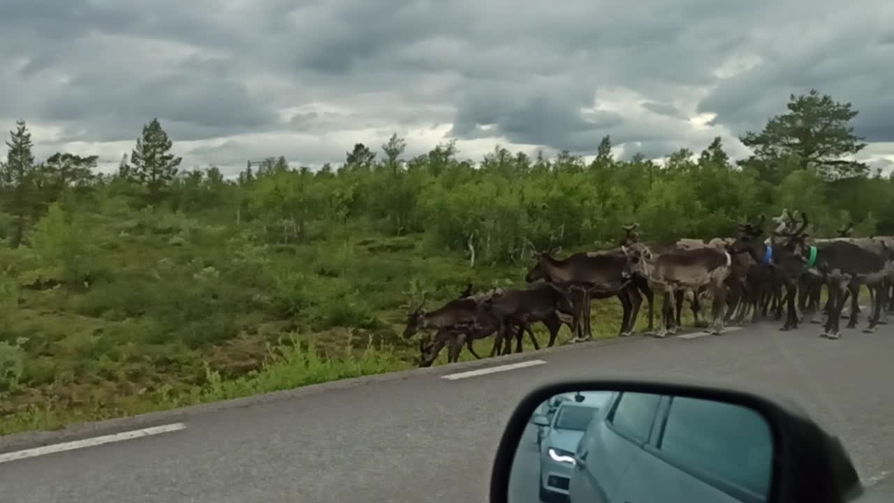 Raindeers on the road high up north