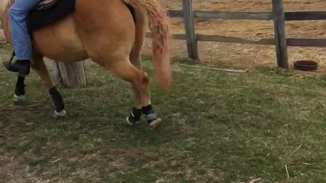 Elly walking funny