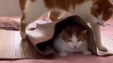 Pet cat or pet dog? Whichever it may be, they are still so adorable.