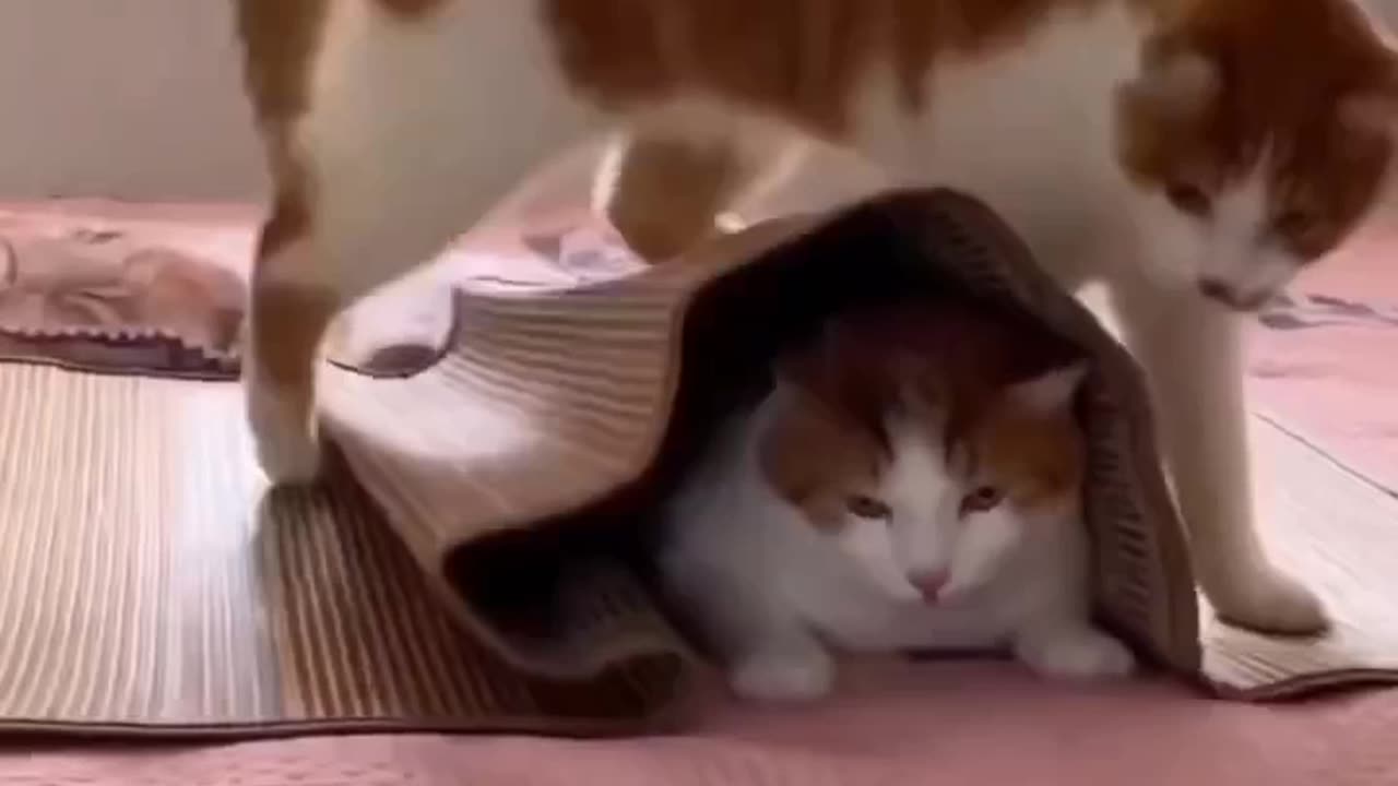 Pet cat or pet dog? Whichever it may be, they are still so adorable.