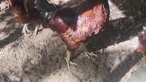 Cock and Spurs Full of Hate Meet Col. Hogan