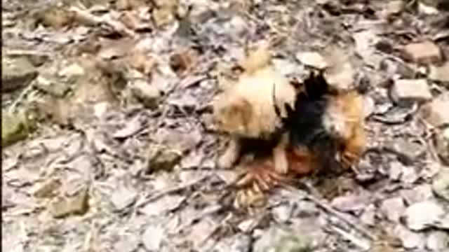 Chicken fight with dog Chicken v/s dog who win