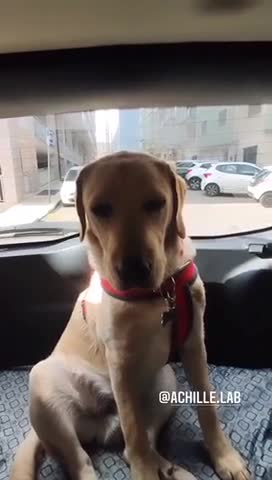 Achille He may get tired of playing, I think, and he wants to sleep