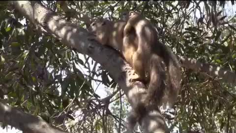 Mating Squirrels