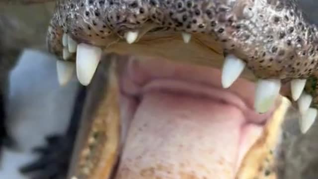 love the crocodile in the pond and be obedient