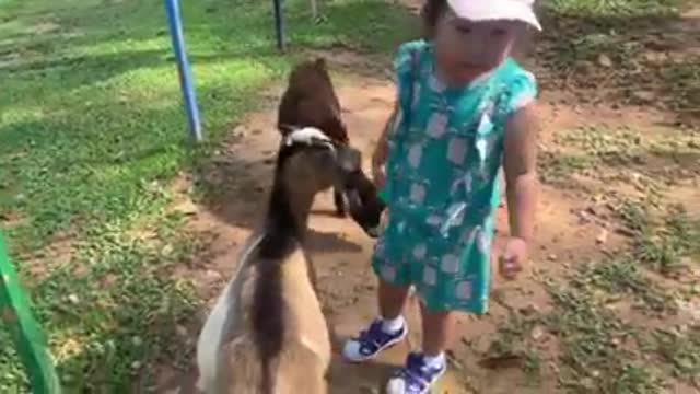 Goats, giraffes, babies