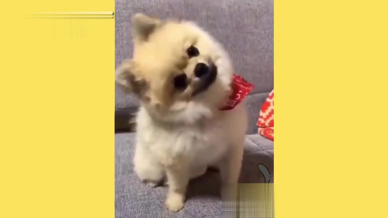 dog lovingly plays with video footage