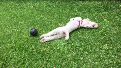 A dog playing ball alone