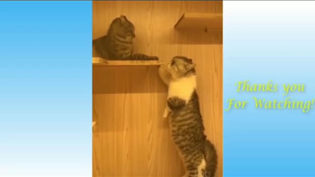 Funny cats vice // cats fight