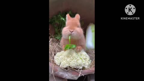 Rabbit smart