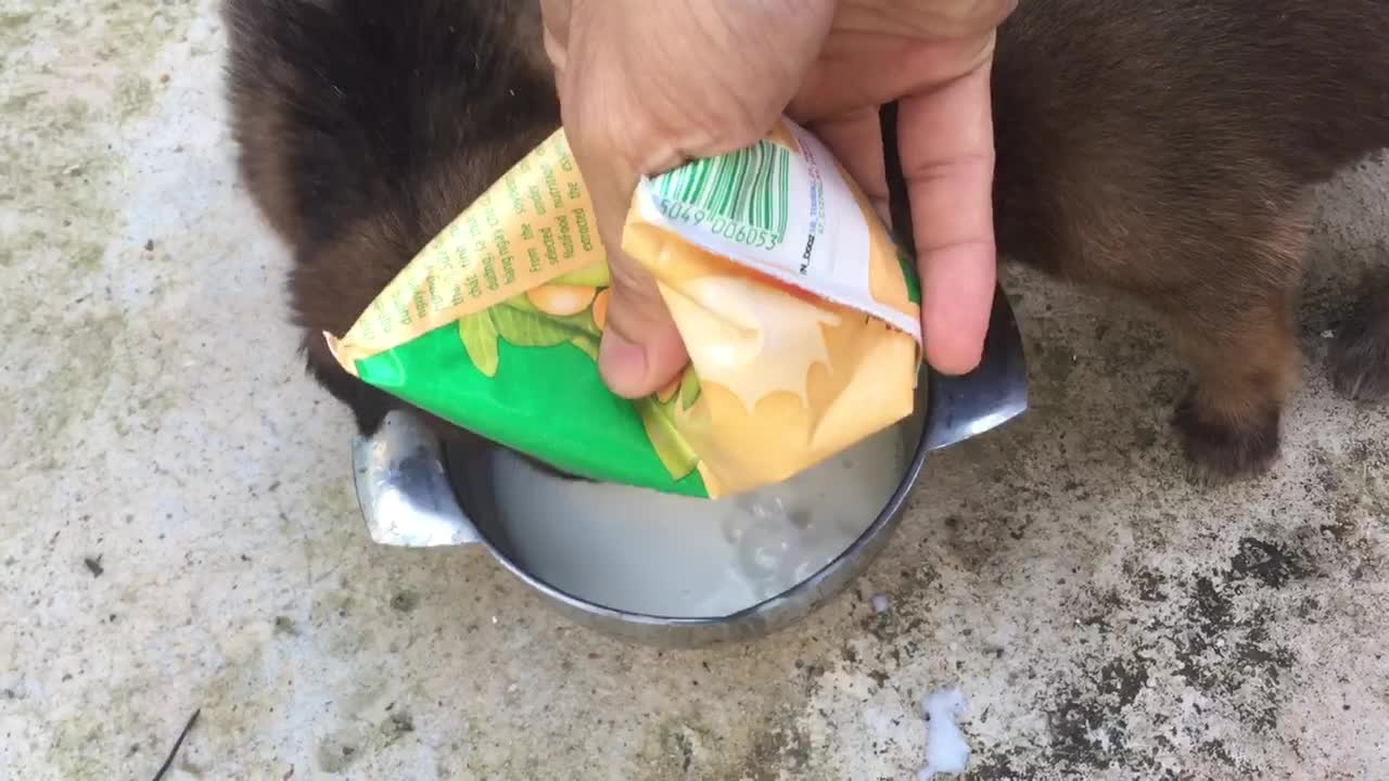 Baby dogs drink milk in the garden